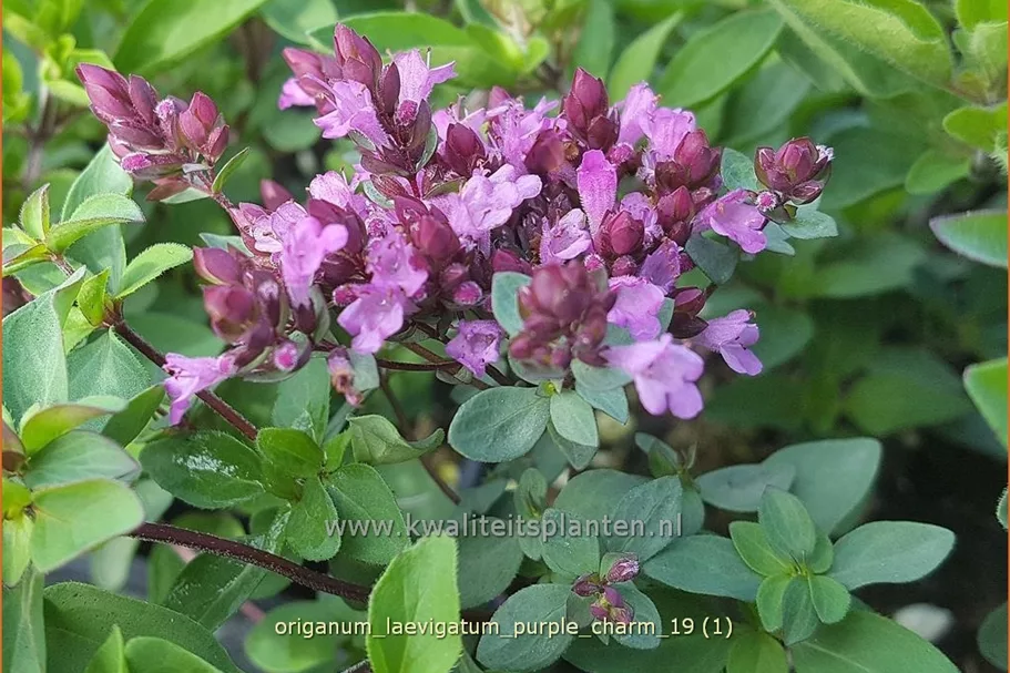 Origanum laevigatum 'Purple Charm'