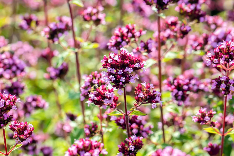 Origanum laevigatum 'Purple Charm'