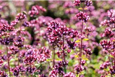 Origanum laevigatum 'Purple Charm'