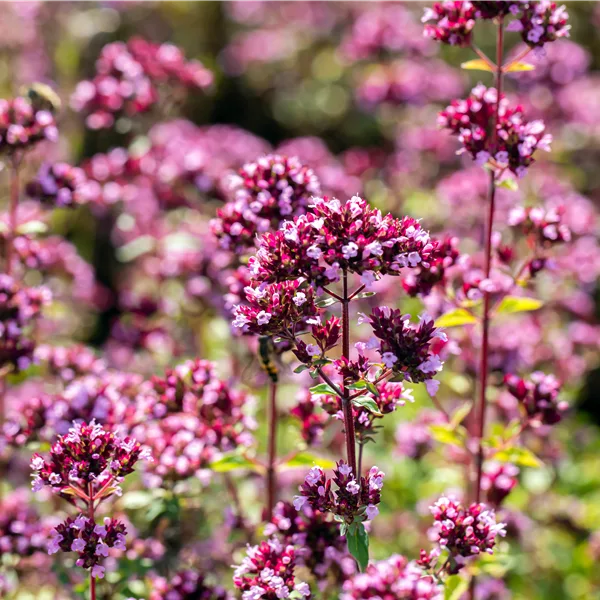 Origanum laevigatum 'Purple Charm'