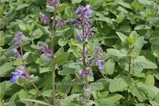 Nepeta 'Joanna Reed'