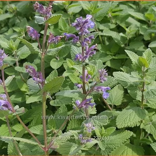 Nepeta 'Joanna Reed'