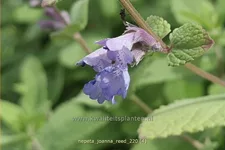 Nepeta 'Joanna Reed'