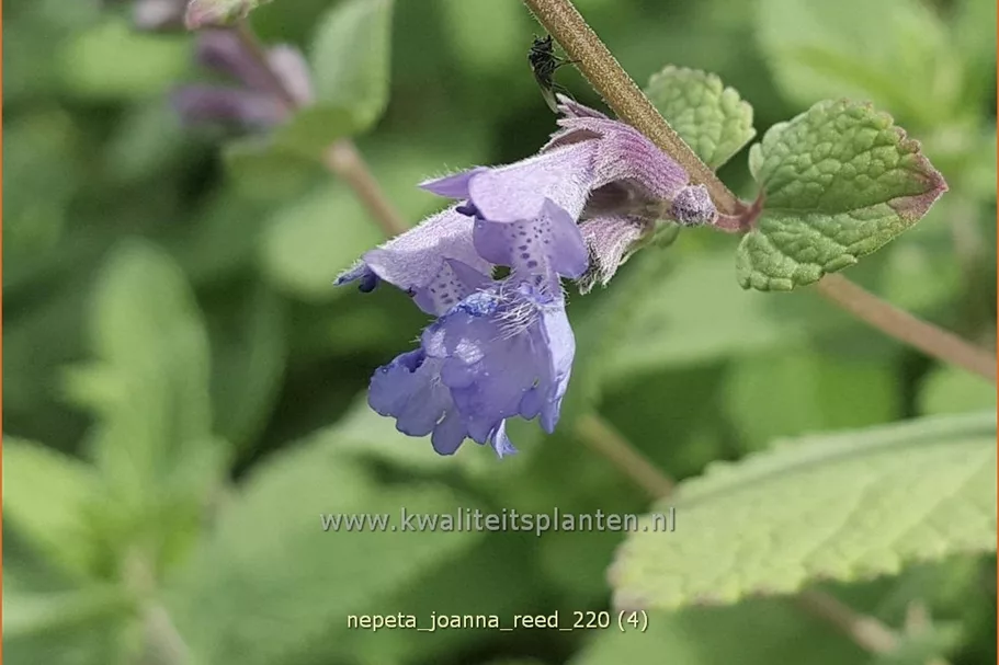 Nepeta 'Joanna Reed'