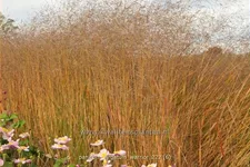 Panicum virgatum 'Warrior'