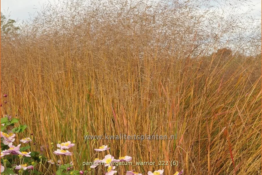 Panicum virgatum 'Warrior'