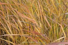 Panicum virgatum 'Warrior'