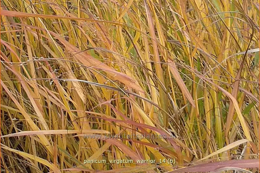 Panicum virgatum 'Warrior'