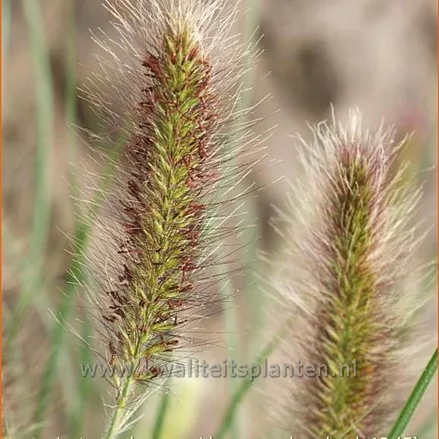 Pennisetum alopecuroides 'Weserbergland'