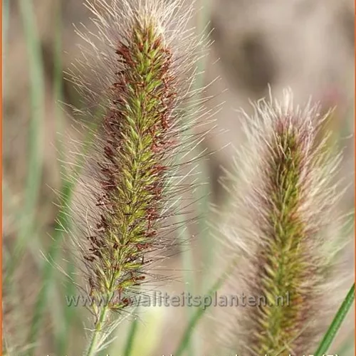 Pennisetum alopecuroides 'Weserbergland'