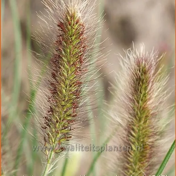 Pennisetum alopecuroides 'Weserbergland'