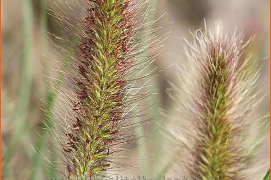 Pennisetum alopecuroides 'Weserbergland'