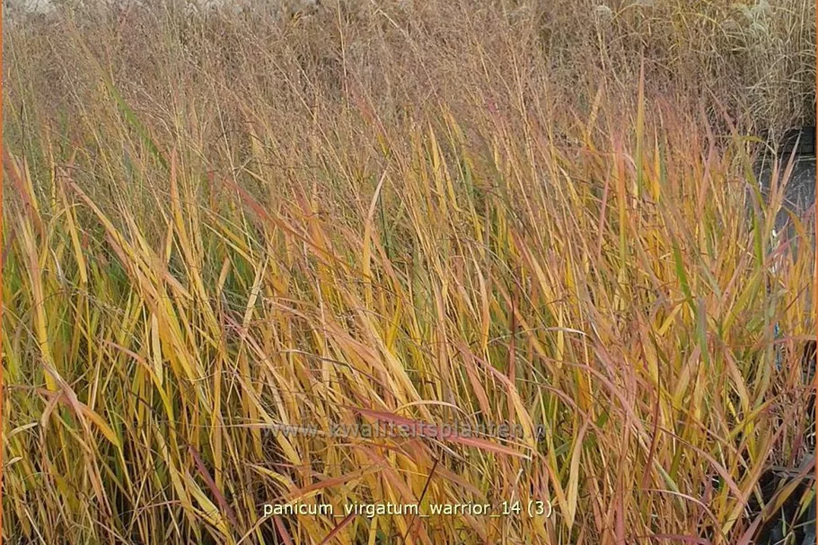 Panicum virgatum 'Warrior'
