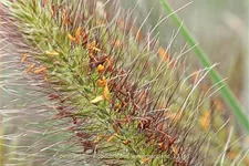 Pennisetum alopecuroides 'Weserbergland'
