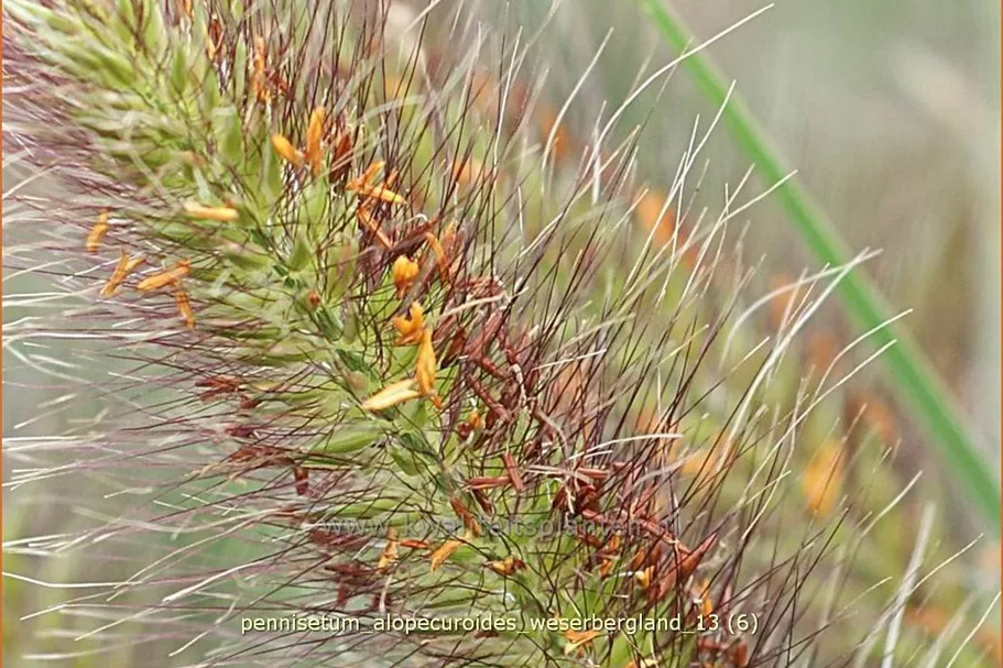 Pennisetum alopecuroides 'Weserbergland'