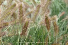 Pennisetum alopecuroides 'Weserbergland'