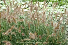 Pennisetum alopecuroides 'Weserbergland'