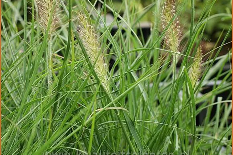 Pennisetum alopecuroides 'Weserbergland'