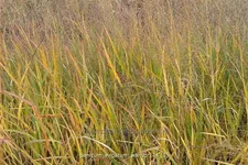 Panicum virgatum 'Warrior'