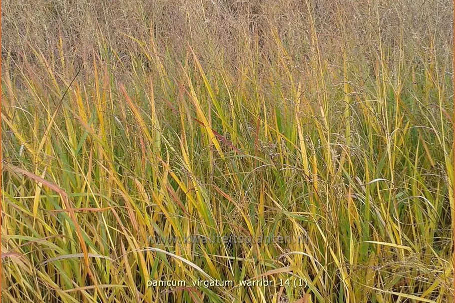 Panicum virgatum 'Warrior'