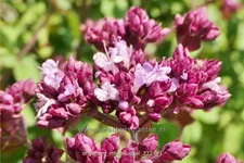 Origanum laevigatum 'Rosenkuppel'