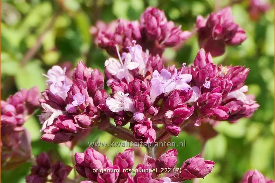 Origanum laevigatum 'Rosenkuppel'