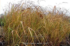 Panicum virgatum 'Warrior'