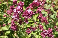 Origanum laevigatum 'Rosenkuppel'