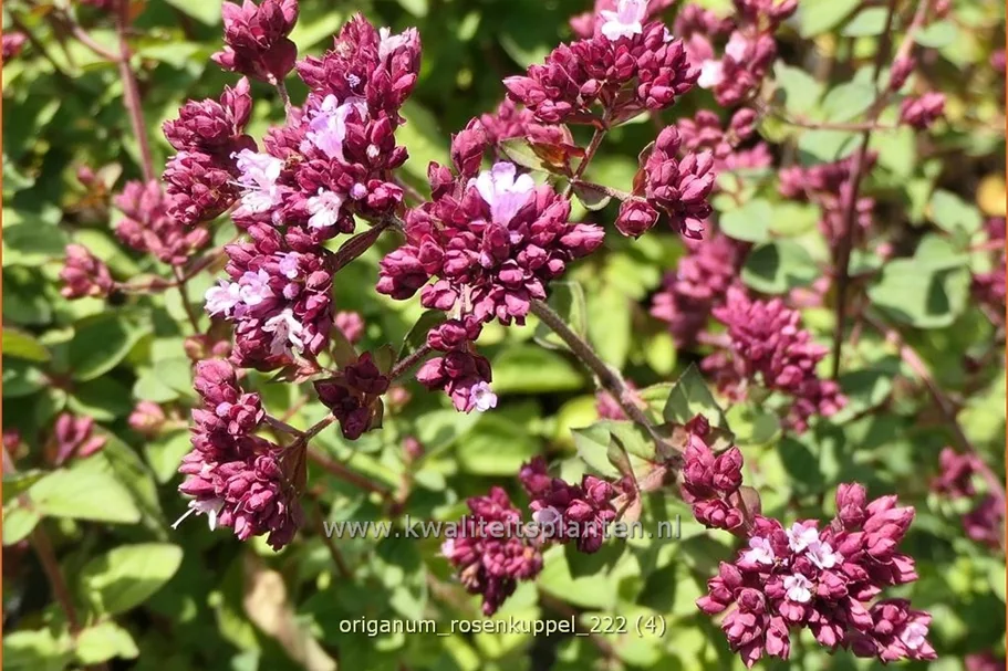 Origanum laevigatum 'Rosenkuppel'