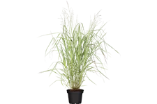 Panicum virgatum 'Warrior'