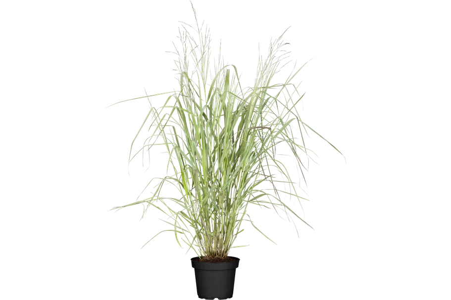 Panicum virgatum 'Warrior'