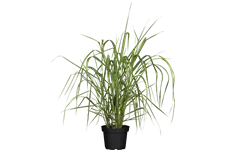 Panicum virgatum 'Warrior'