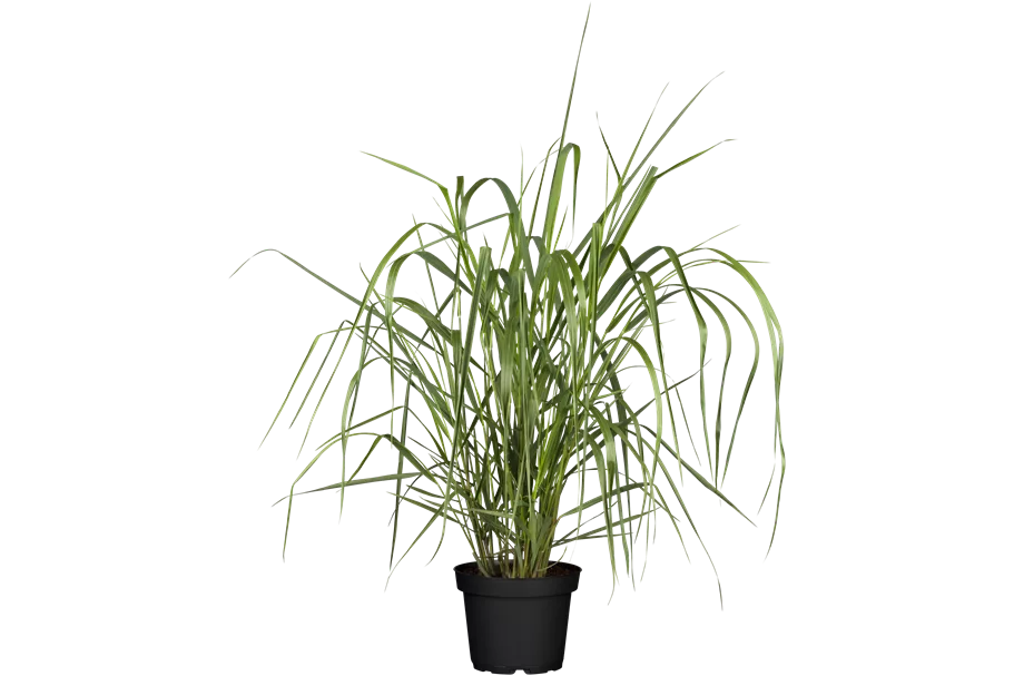 Panicum virgatum 'Warrior'