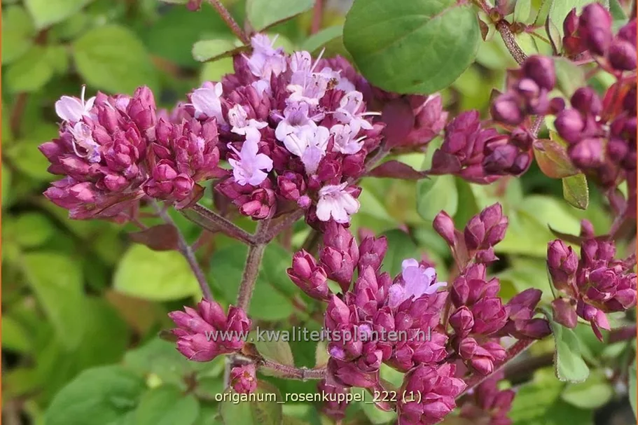 Origanum laevigatum 'Rosenkuppel'
