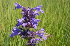 Nepeta kubanica