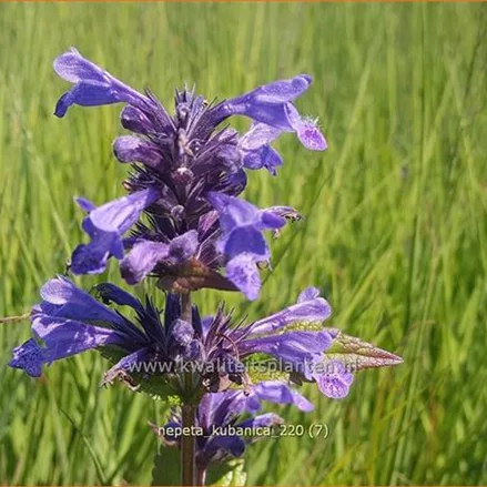 Nepeta kubanica