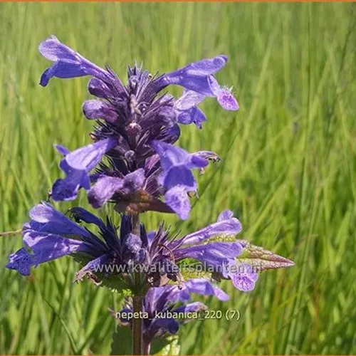 Nepeta kubanica