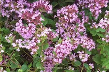 Origanum laevigatum 'Rosenkuppel'