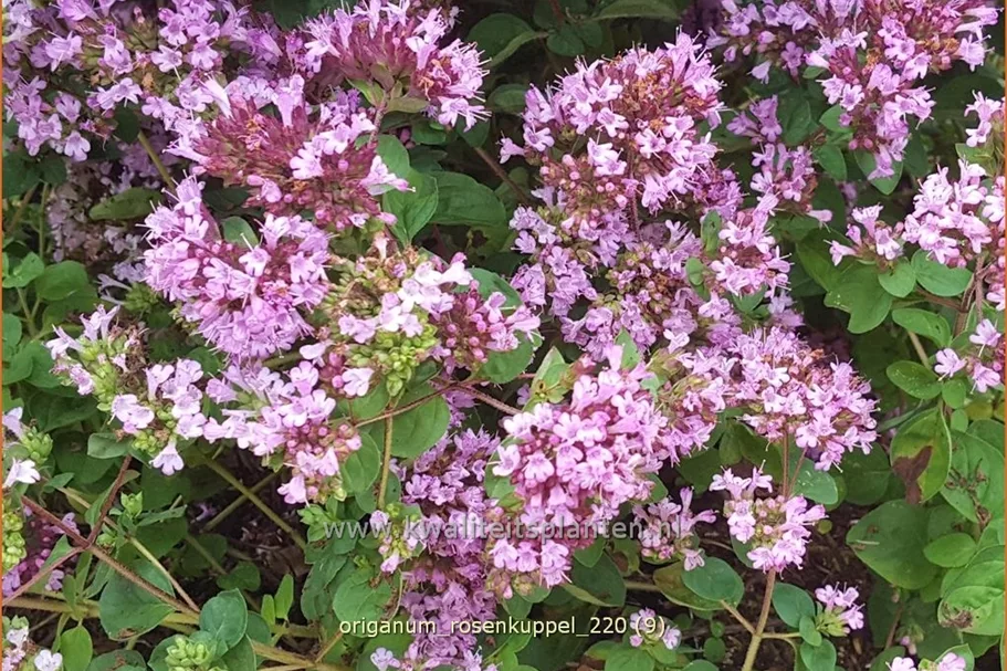 Origanum laevigatum 'Rosenkuppel'