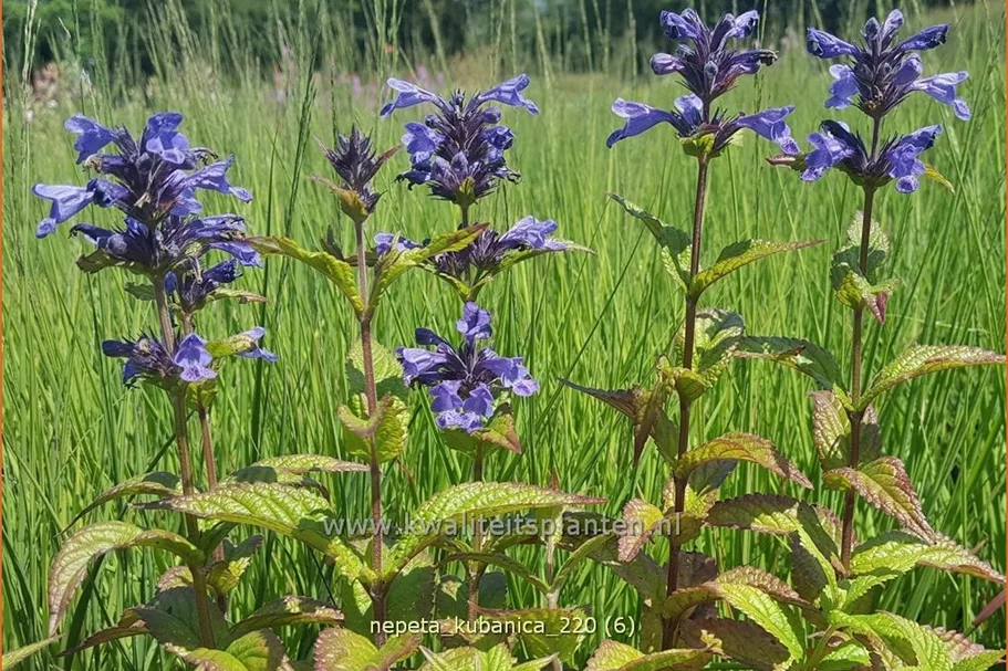 Nepeta kubanica