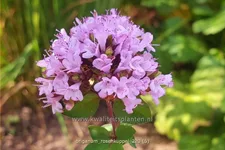 Origanum laevigatum 'Rosenkuppel'