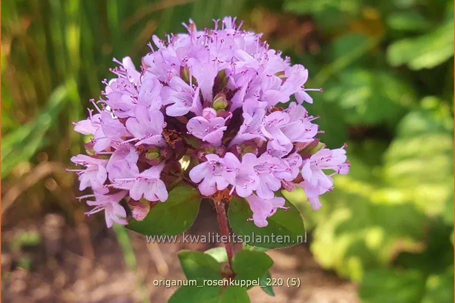Origanum laevigatum 'Rosenkuppel'