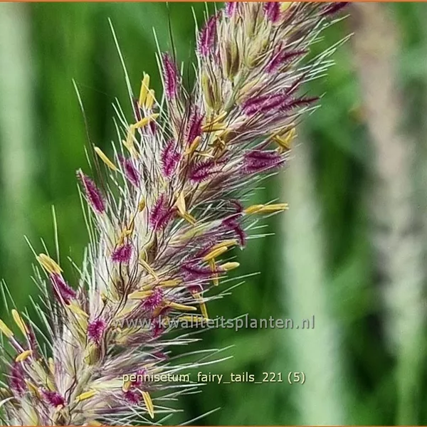 Pennisetum alopecuroides 'Fairy Tails'