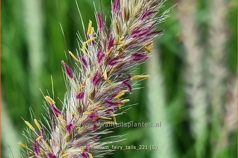 Pennisetum alopecuroides 'Fairy Tails'