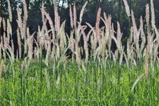 Pennisetum alopecuroides 'Fairy Tails'