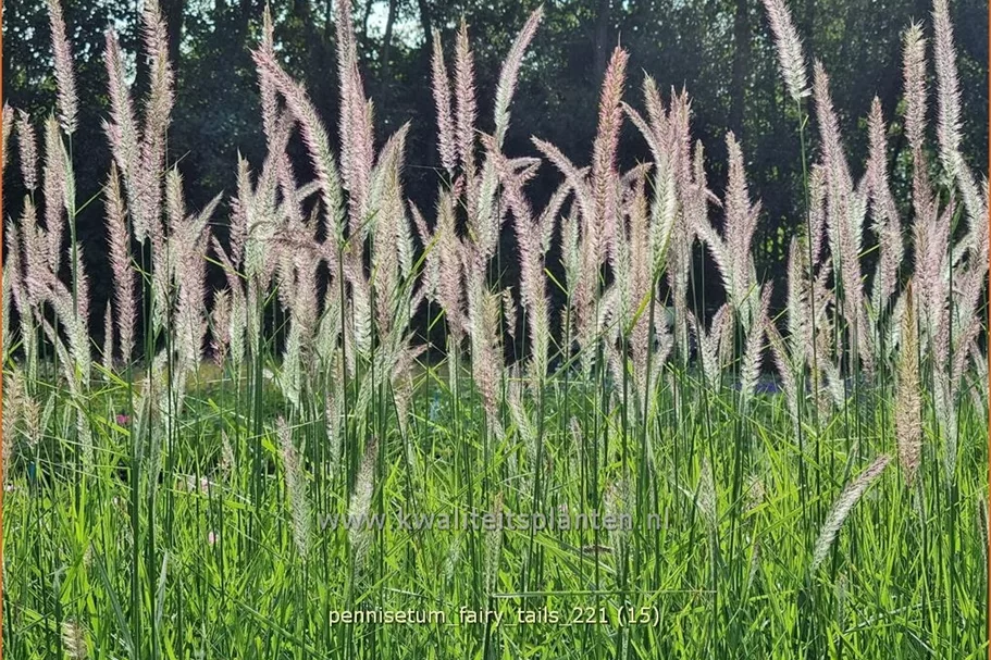 Pennisetum alopecuroides 'Fairy Tails'