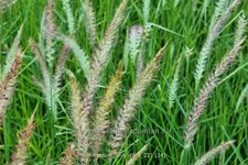 Pennisetum alopecuroides 'Fairy Tails'