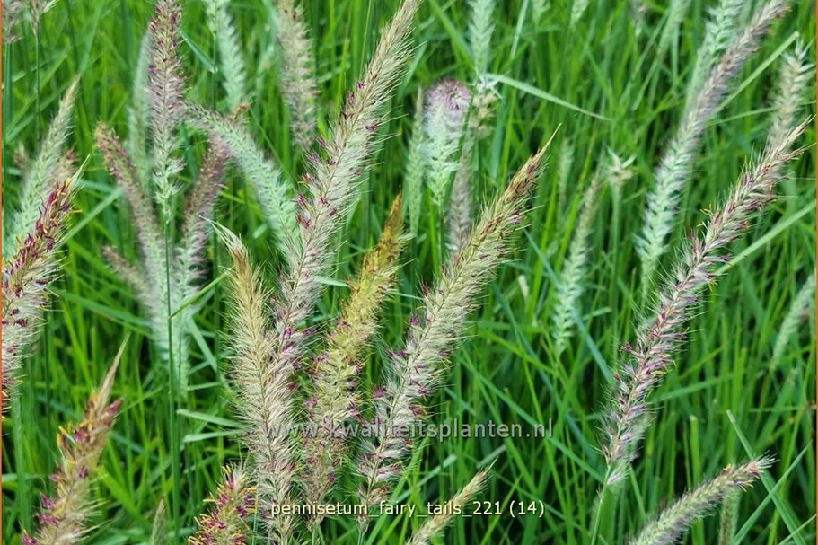 Pennisetum alopecuroides 'Fairy Tails'