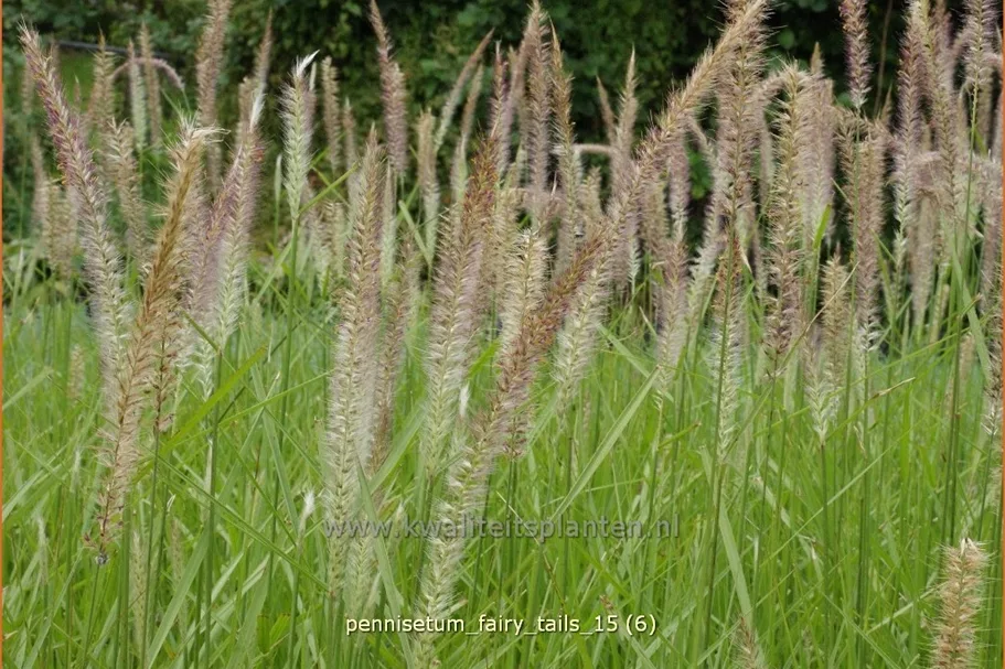Pennisetum alopecuroides 'Fairy Tails'