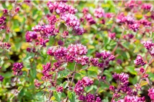 Origanum laevigatum 'Rosenkuppel'